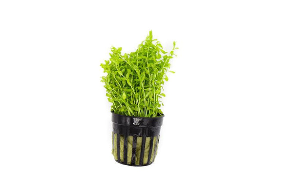 Micranthemum Micranthemoides 'Pearl Weed' - Pot